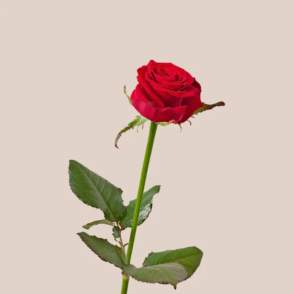 ورد